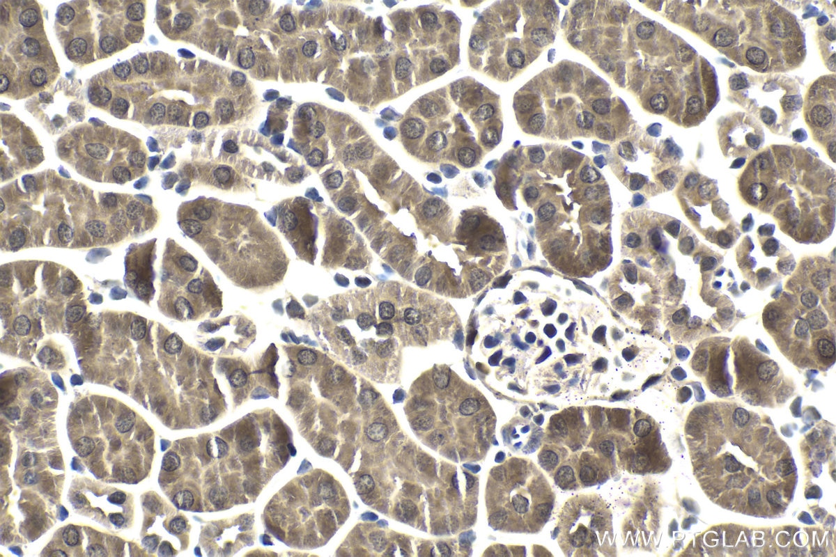 Immunohistochemical analysis of paraffin-embedded mouse kidney tissue slide using KHC1840 (TNIP2 IHC Kit).
