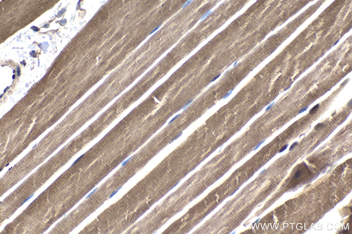 Immunohistochemical analysis of paraffin-embedded mouse skeletal muscle tissue slide using KHC1840 (TNIP2 IHC Kit).