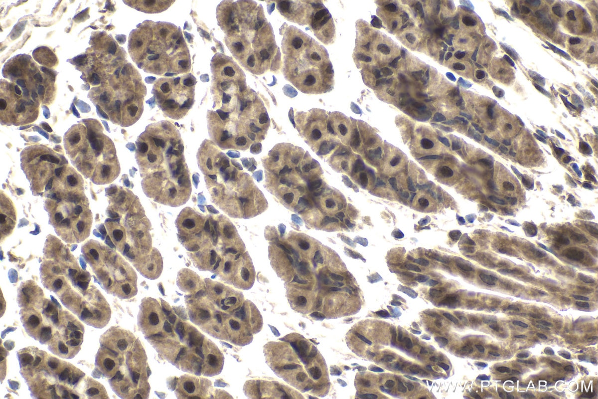 Immunohistochemical analysis of paraffin-embedded mouse stomach tissue slide using KHC1840 (TNIP2 IHC Kit).