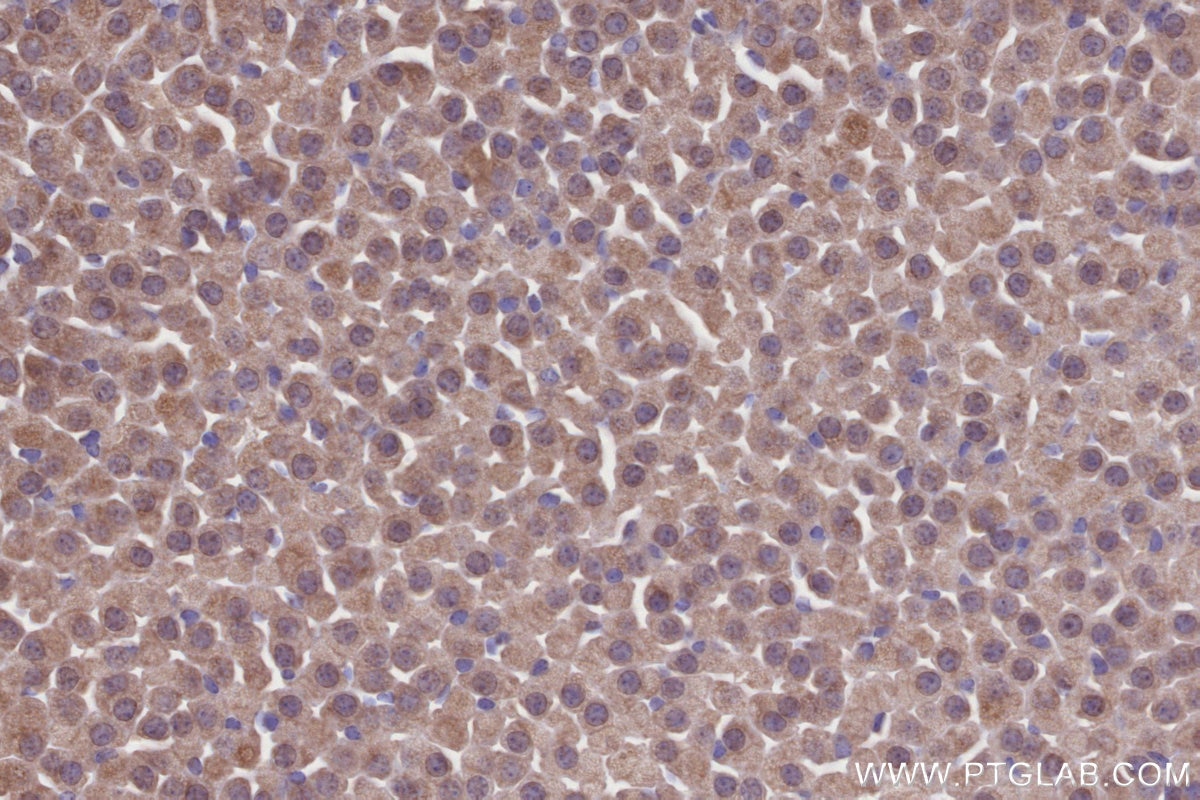 Immunohistochemical analysis of paraffin-embedded mouse adrenal gland tissue slide using KHC2697 (TOR1AIP2 IHC Kit).
