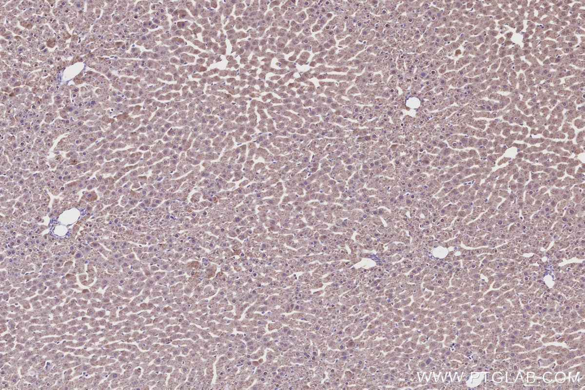 Immunohistochemical analysis of paraffin-embedded rat liver tissue slide using KHC2697 (TOR1AIP2 IHC Kit).