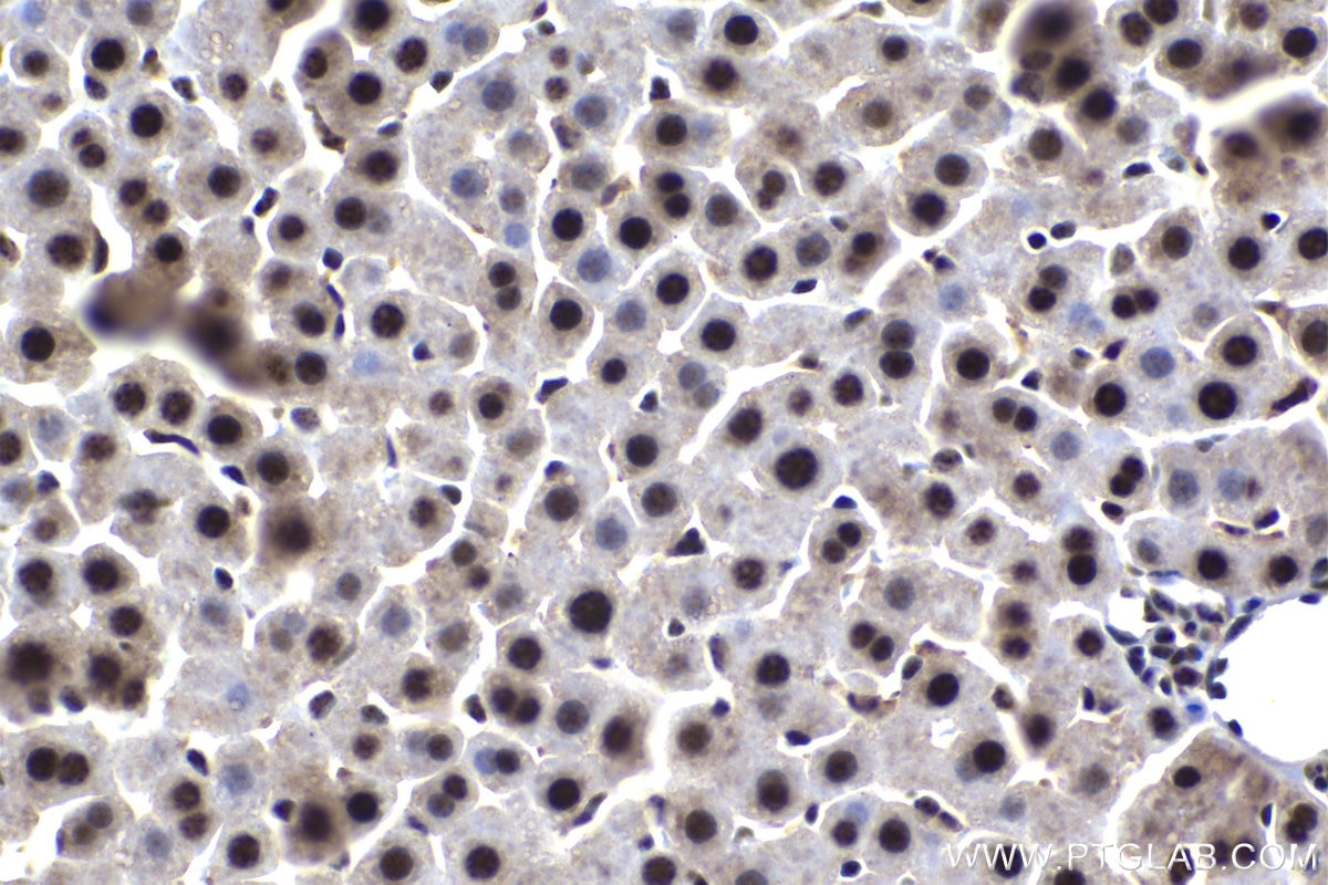 Immunohistochemical analysis of paraffin-embedded rat liver tissue slide using KHC1483 (TOX4 IHC Kit).