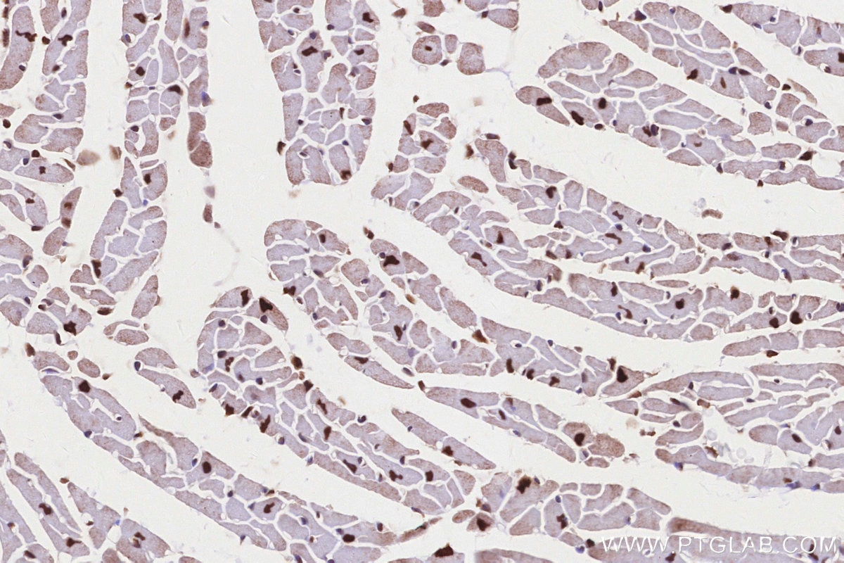 Immunohistochemical analysis of paraffin-embedded mouse heart tissue slide using KHC2832 (TP53RK IHC Kit).