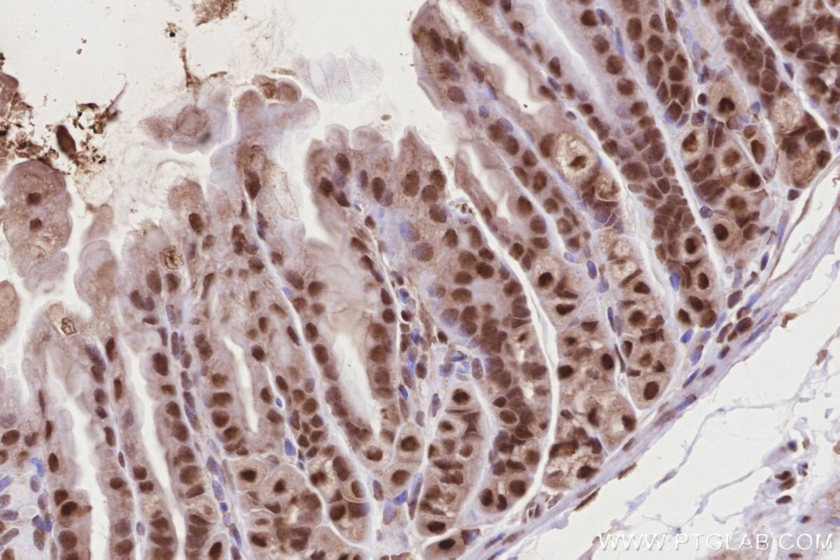 Immunohistochemical analysis of paraffin-embedded mouse stomach tissue slide using KHC2832 (TP53RK IHC Kit).