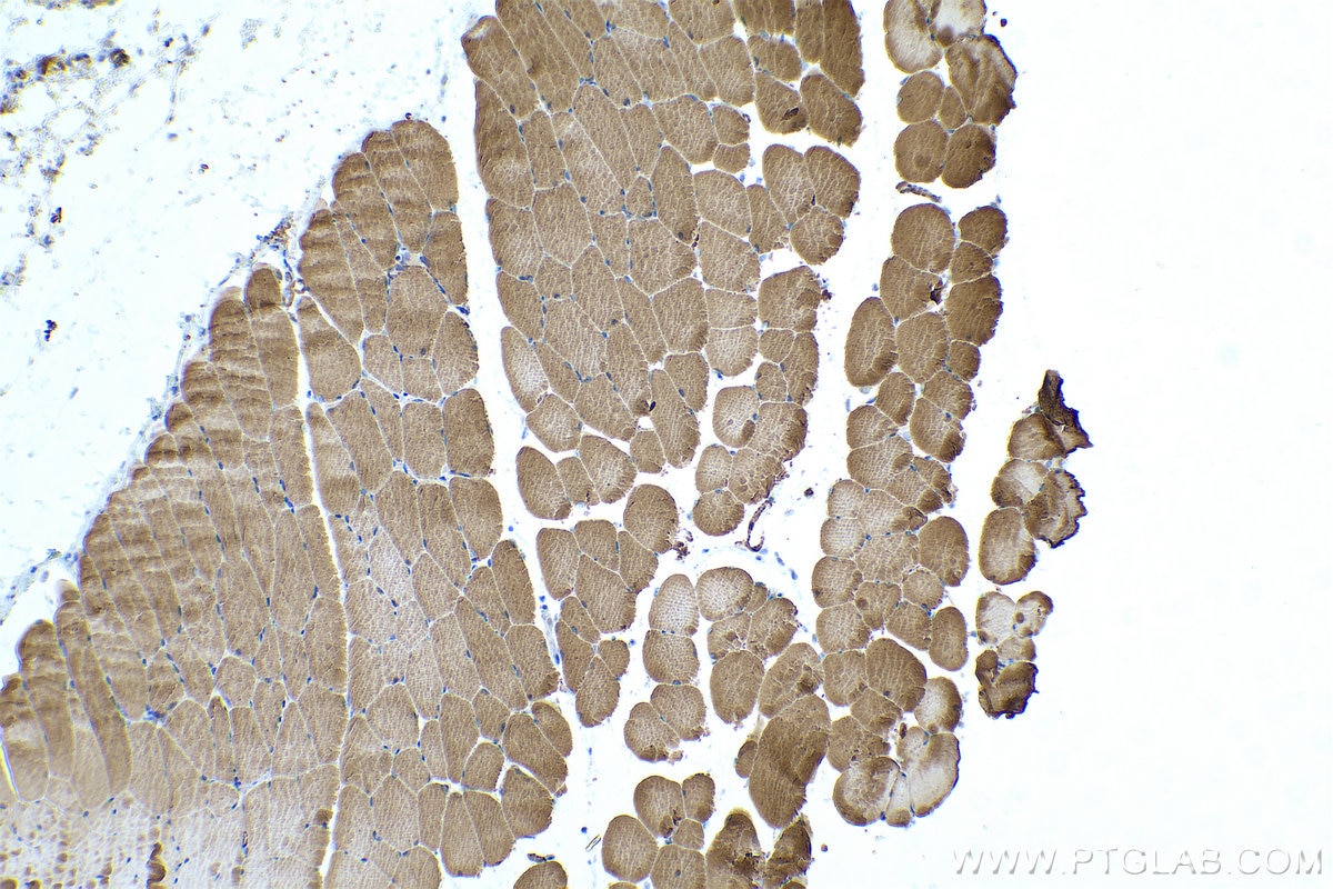 Immunohistochemical analysis of paraffin-embedded mouse skeletal muscle tissue slide using KHC0482 (TPM2 IHC Kit).