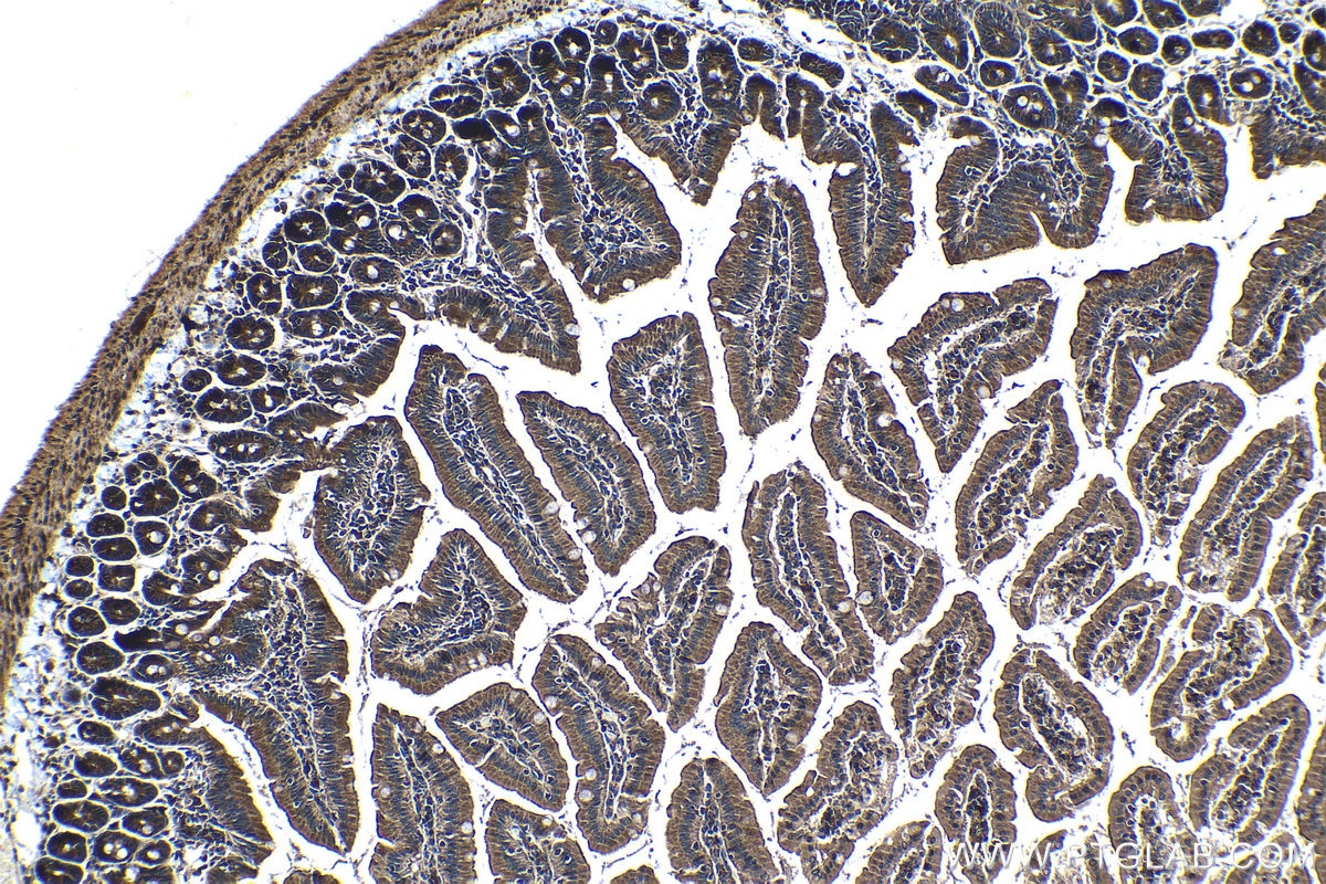 Immunohistochemical analysis of paraffin-embedded mouse small intestine tissue slide using KHC1175 (TRIM16 IHC Kit).