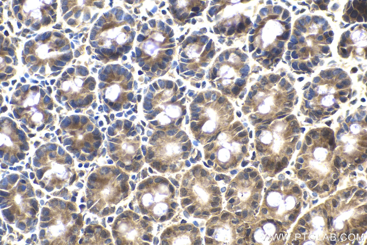 Immunohistochemical analysis of paraffin-embedded mouse small intestine tissue slide using KHC1729 (TRIM25 IHC Kit).