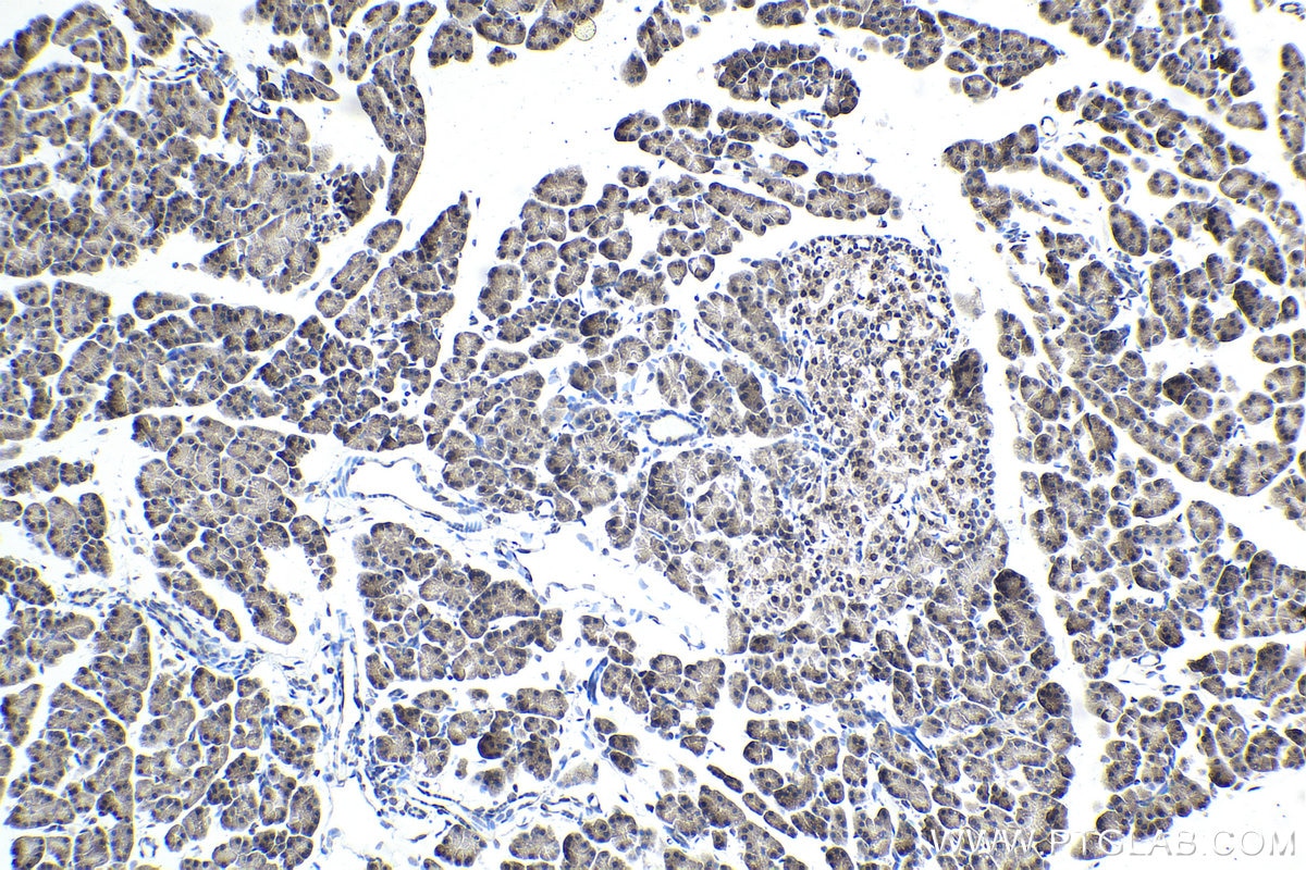 Immunohistochemical analysis of paraffin-embedded rat pancreas tissue slide using KHC1729 (TRIM25 IHC Kit).
