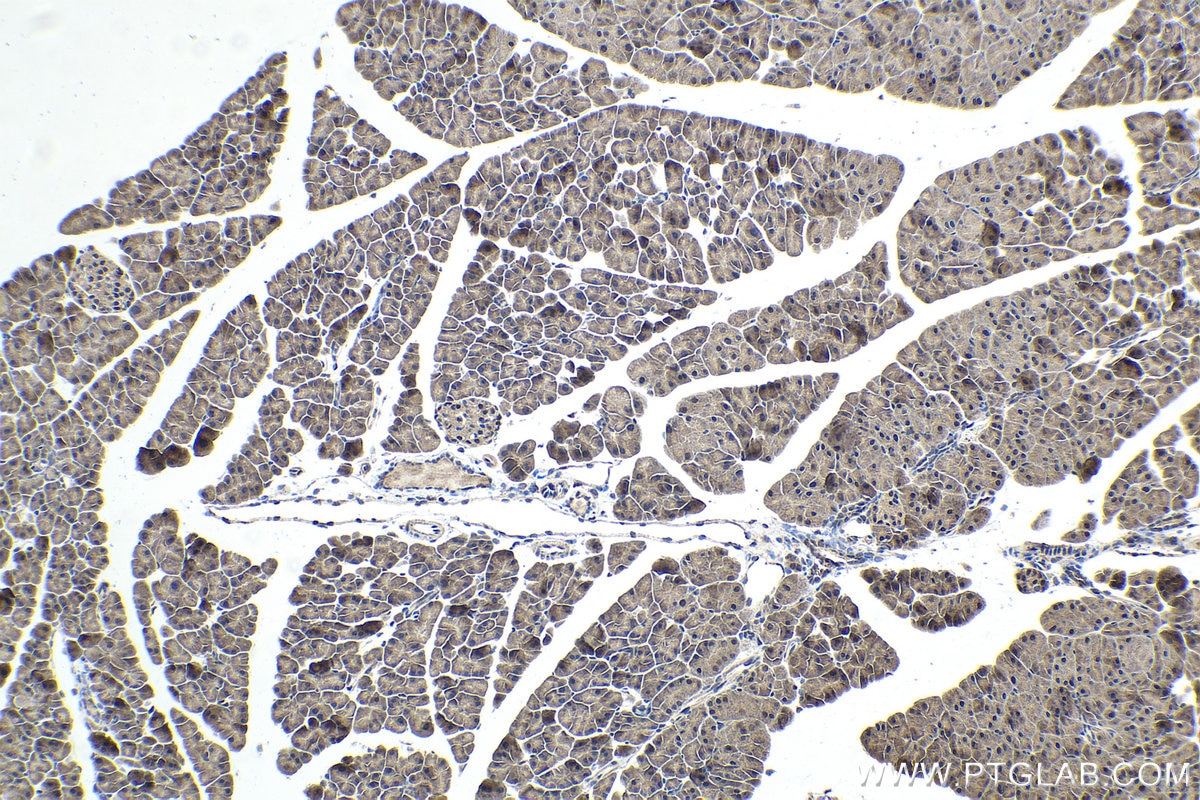 Immunohistochemical analysis of paraffin-embedded mouse pancreas tissue slide using KHC1729 (TRIM25 IHC Kit).