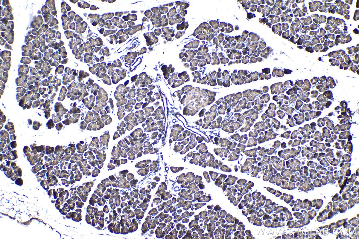 Immunohistochemical analysis of paraffin-embedded rat pancreas tissue slide using KHC1216 (TRIM26 IHC Kit).
