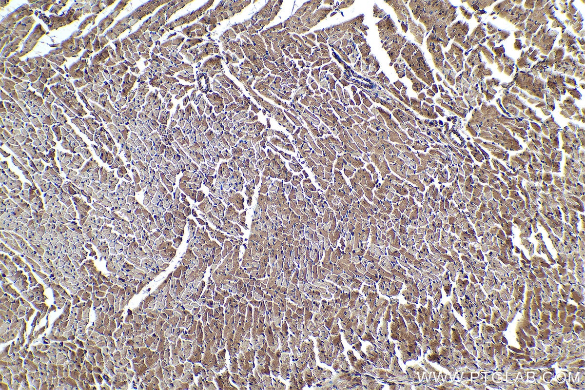 Immunohistochemical analysis of paraffin-embedded rat heart tissue slide using KHC0330 (TRIM63 IHC Kit).