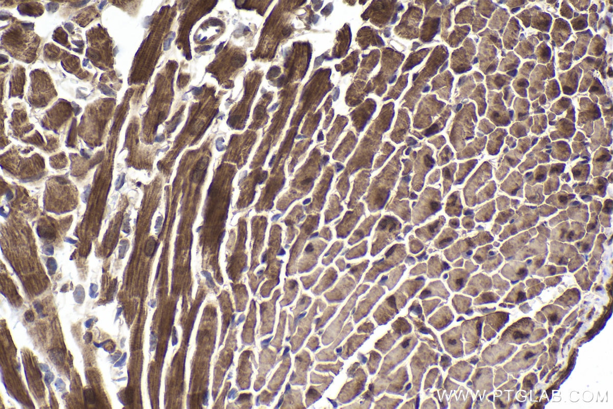 Immunohistochemical analysis of paraffin-embedded mouse heart tissue slide using KHC1912 (TRIM8 IHC Kit).