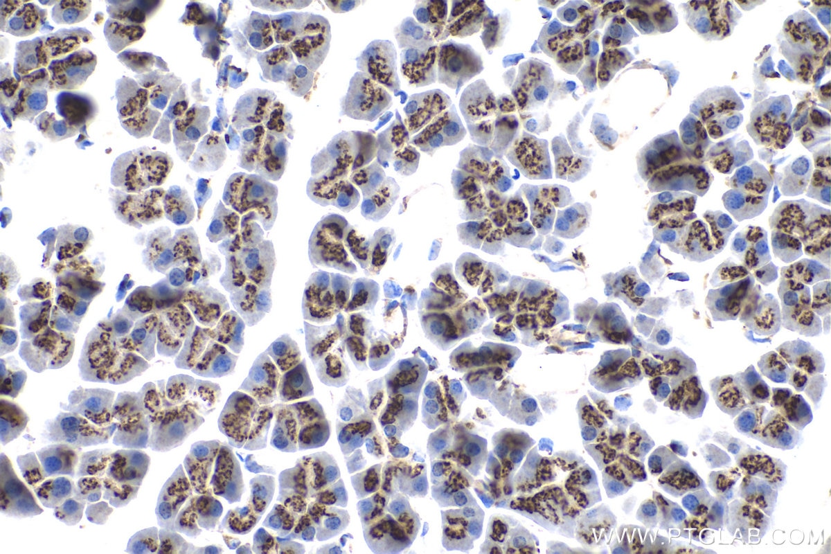 Immunohistochemical analysis of paraffin-embedded mouse pancreas tissue slide using KHC1382 (TRIP11 IHC Kit).