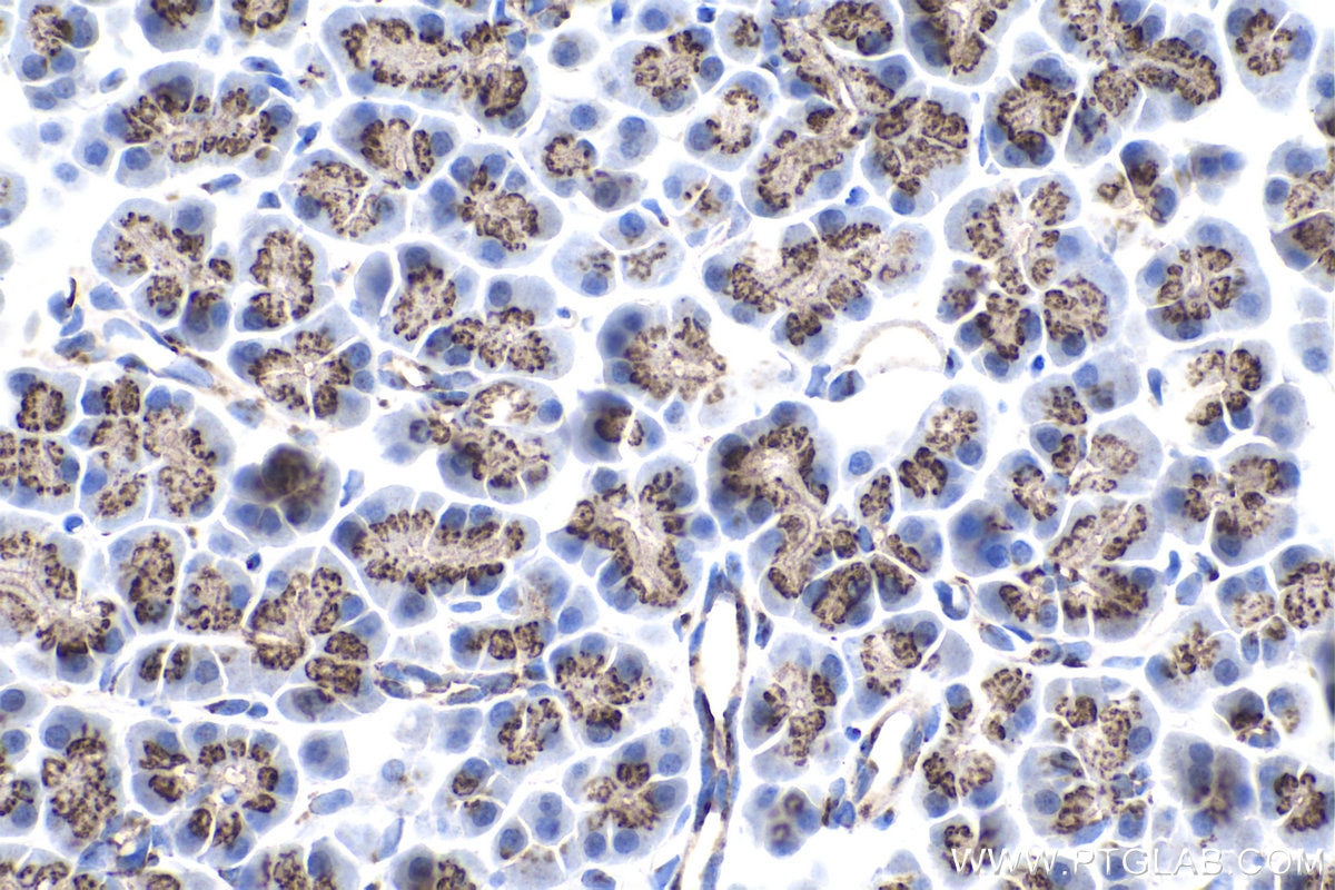 Immunohistochemical analysis of paraffin-embedded rat pancreas tissue slide using KHC1382 (TRIP11 IHC Kit).