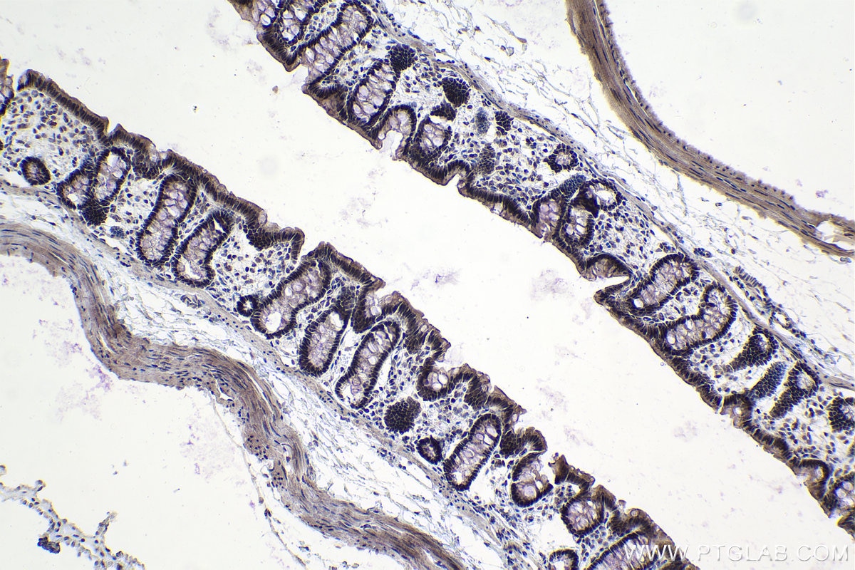 Immunohistochemical analysis of paraffin-embedded rat colon tissue slide using KHC0989 (C19orf43 IHC Kit).