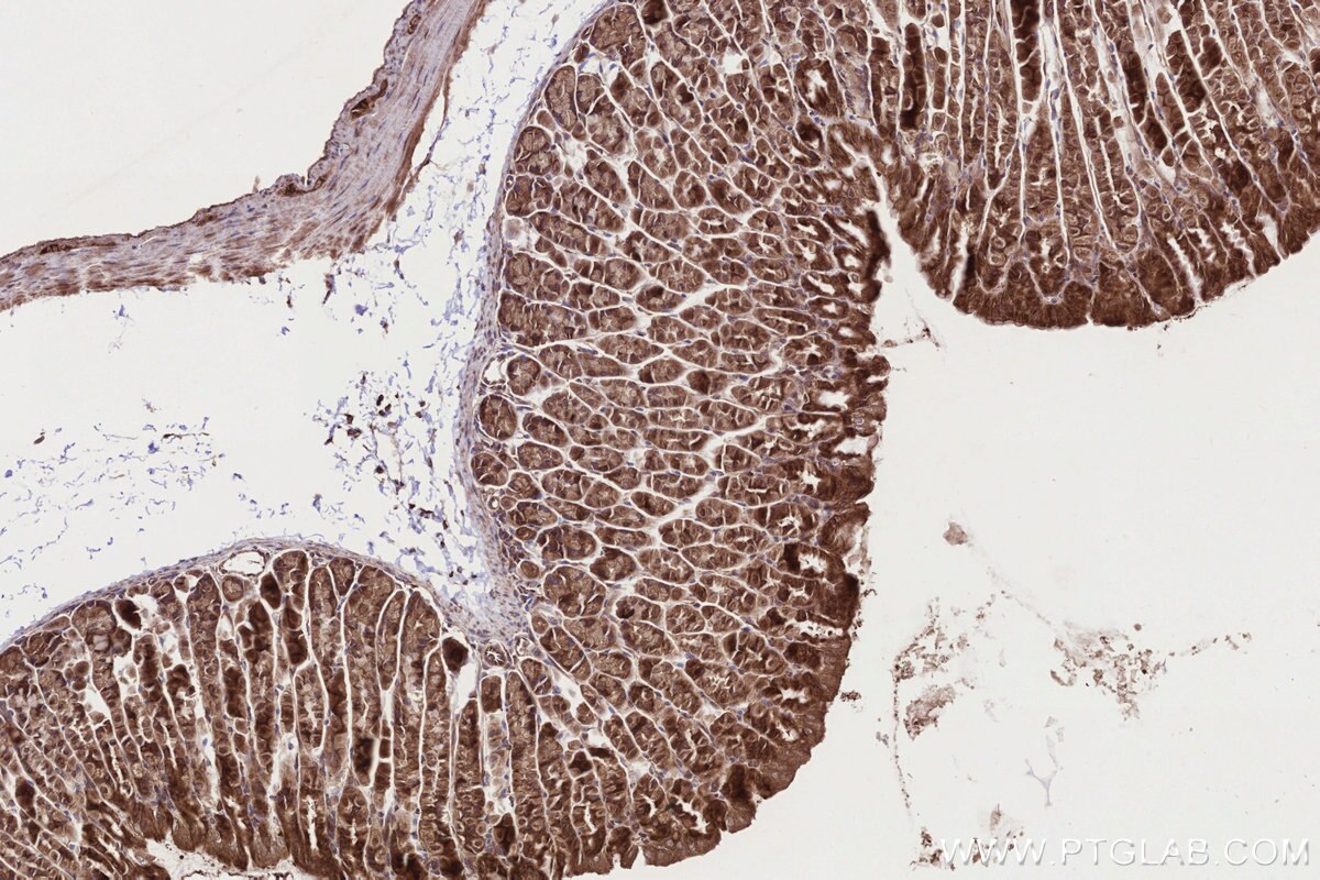 Immunohistochemical analysis of paraffin-embedded mouse stomach tissue slide using KHC2723 (TRPC4AP IHC Kit).