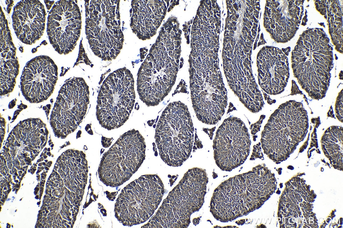 Immunohistochemical analysis of paraffin-embedded mouse testis tissue slide using KHC1341 (TSC22D1 IHC Kit).