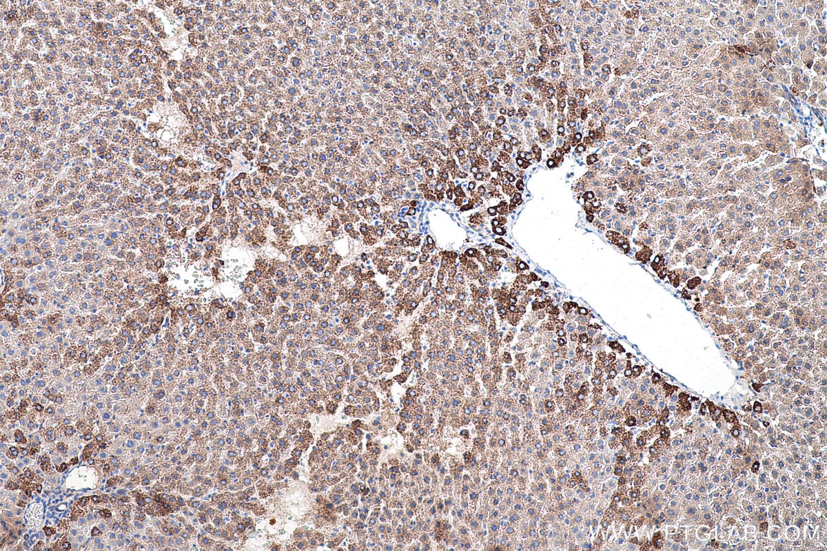 Immunohistochemical analysis of paraffin-embedded rat liver tissue slide using KHC0565 (TST IHC Kit).