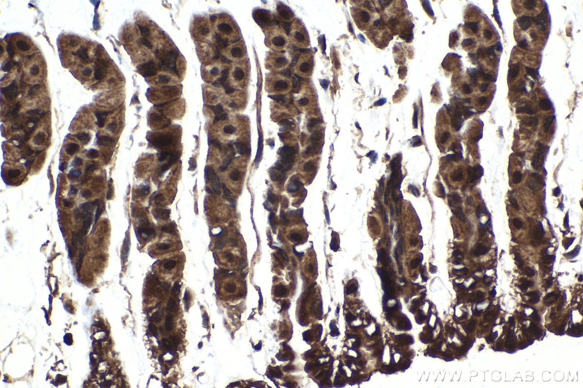 Immunohistochemical analysis of paraffin-embedded mouse stomach tissue slide using KHC1829 (TTC5 IHC Kit).