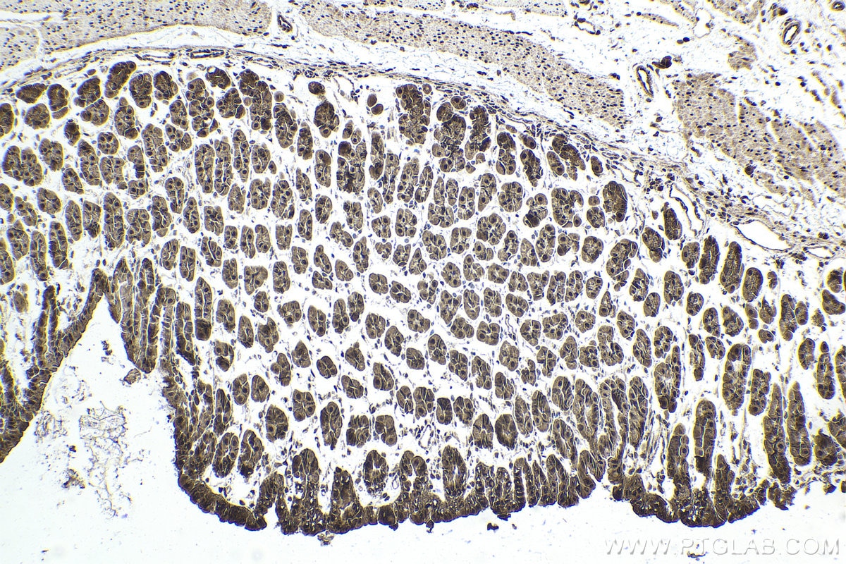 Immunohistochemical analysis of paraffin-embedded mouse stomach tissue slide using KHC2007 (TTF2 IHC Kit).