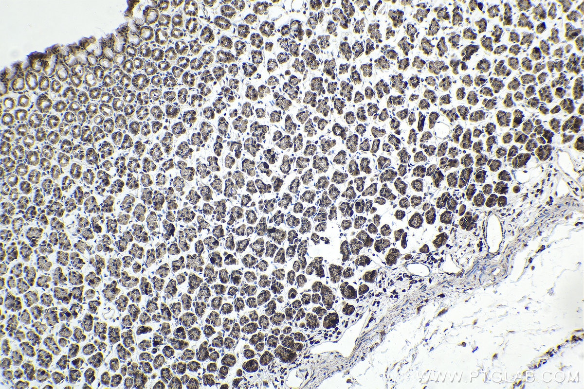 Immunohistochemical analysis of paraffin-embedded rat stomach tissue slide using KHC2007 (TTF2 IHC Kit).