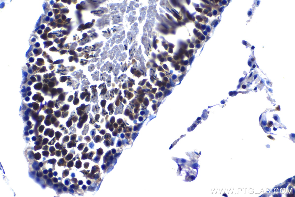 Immunohistochemical analysis of paraffin-embedded rat testis tissue slide using KHC1220 (TTK IHC Kit).