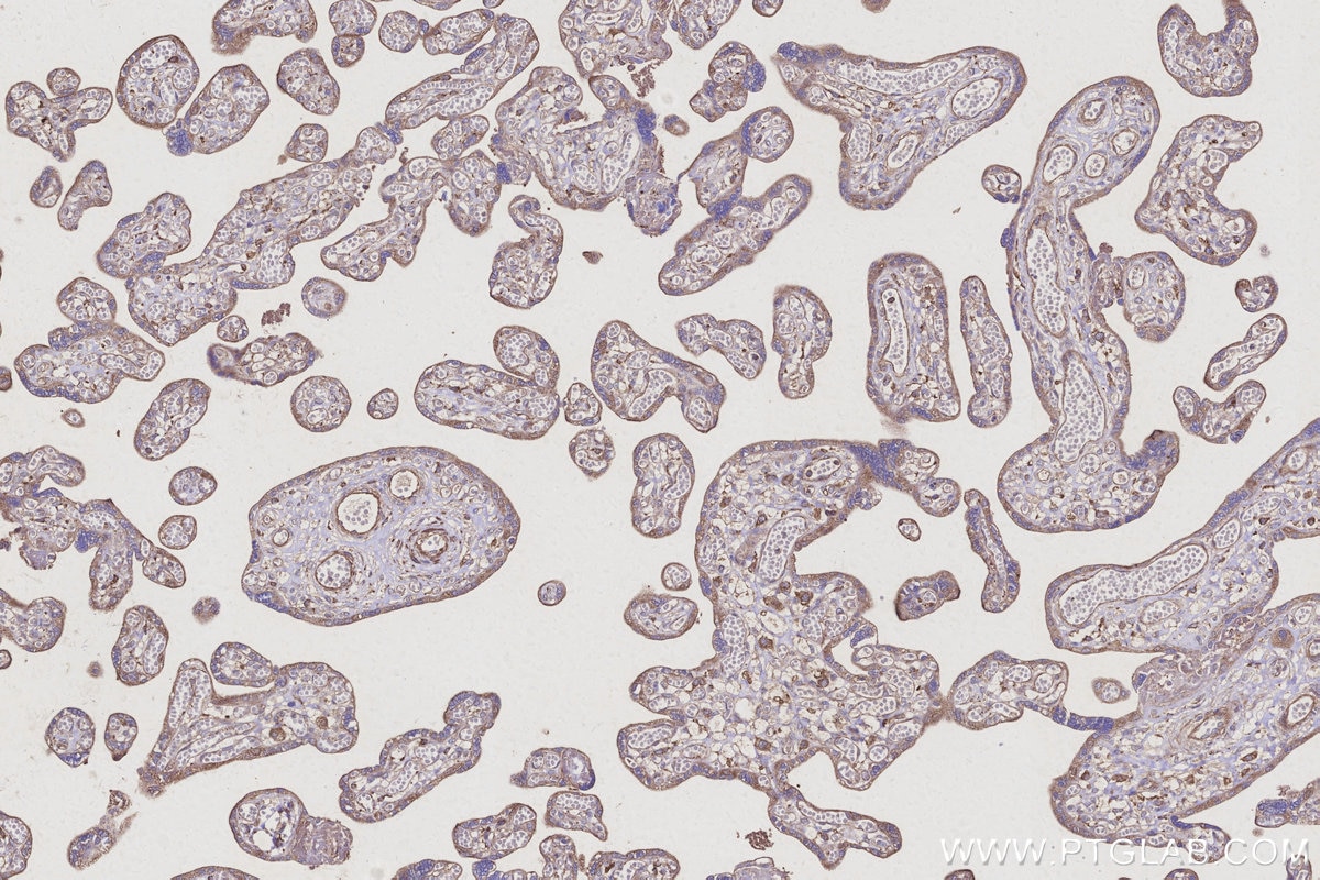 Immunohistochemical analysis of paraffin-embedded human placenta tissue slide using KHC3107 (TTL IHC Kit). Immunohistochemical analysis of paraffin-embedded human placenta tissue slide using KHC3107 (TTL IHC Kit).