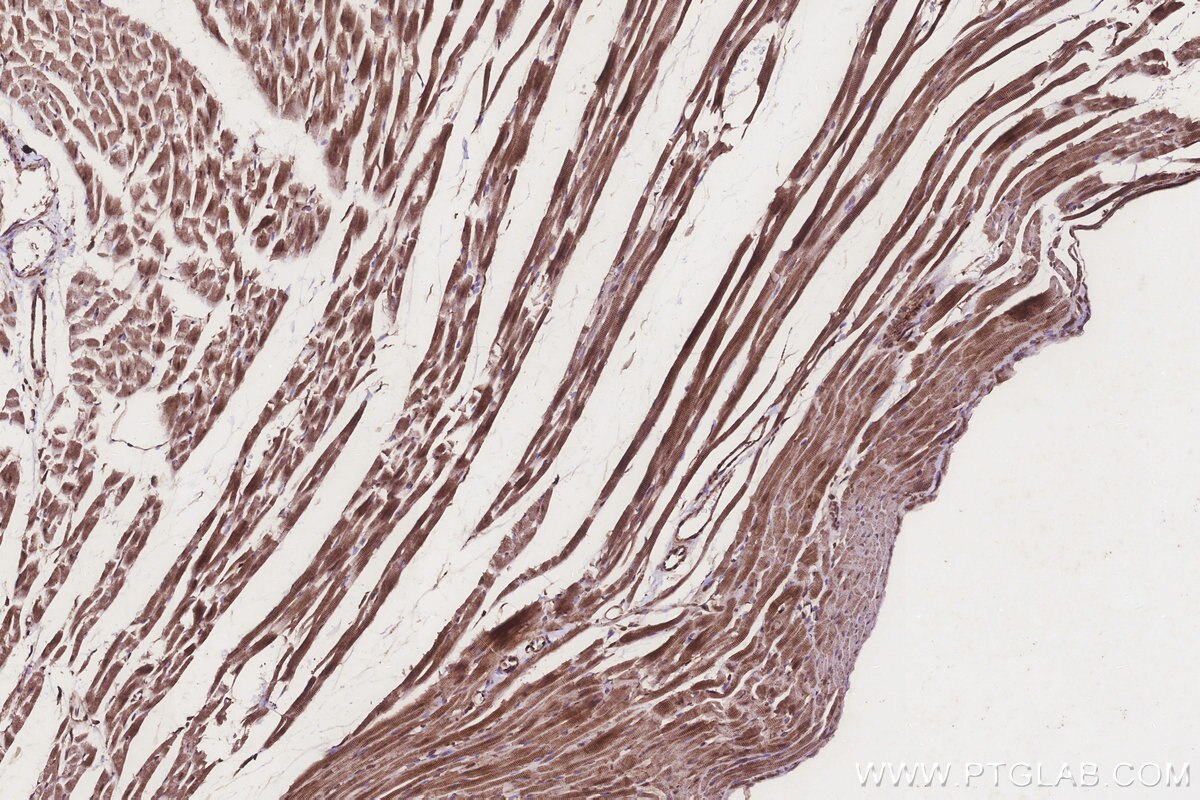 Immunohistochemical analysis of paraffin-embedded rat heart tissue slide using KHC3251 (TUSC3 IHC Kit).