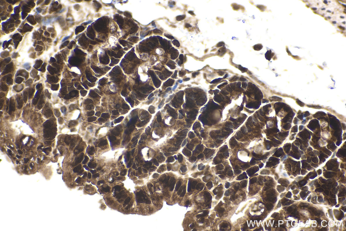 Immunohistochemical analysis of paraffin-embedded mouse small intestine tissue slide using KHC1595 (TXK IHC Kit).