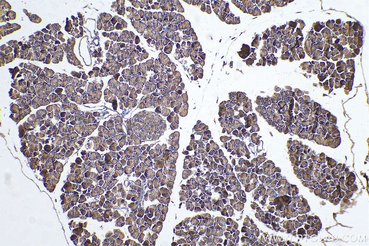 Immunohistochemical analysis of paraffin-embedded mouse pancreas tissue slide using KHC0685 (TXNDC5 IHC Kit).