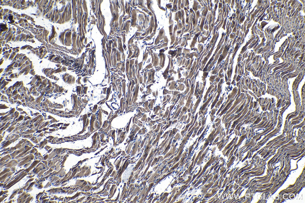 Immunohistochemical analysis of paraffin-embedded mouse heart tissue slide using KHC1303 (TXNL1 IHC Kit).