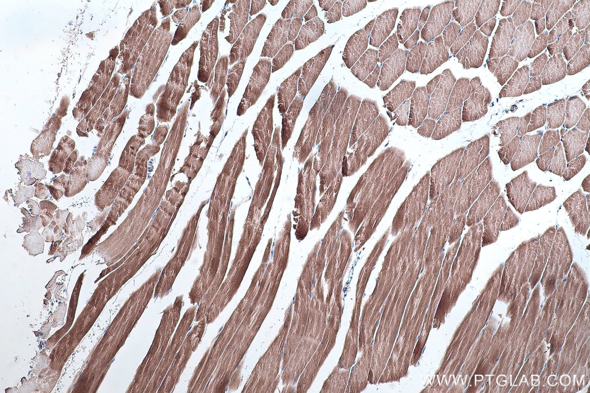 Immunohistochemical analysis of paraffin-embedded mouse skeletal muscle tissue slide using KHC0313 (Titin IHC Kit).