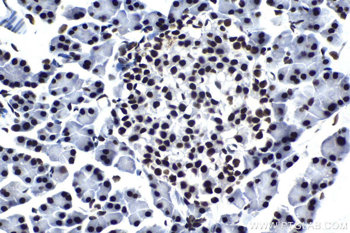 Immunohistochemical analysis of paraffin-embedded rat pancreas tissue slide using KHC1566 (U2AF2 IHC Kit).