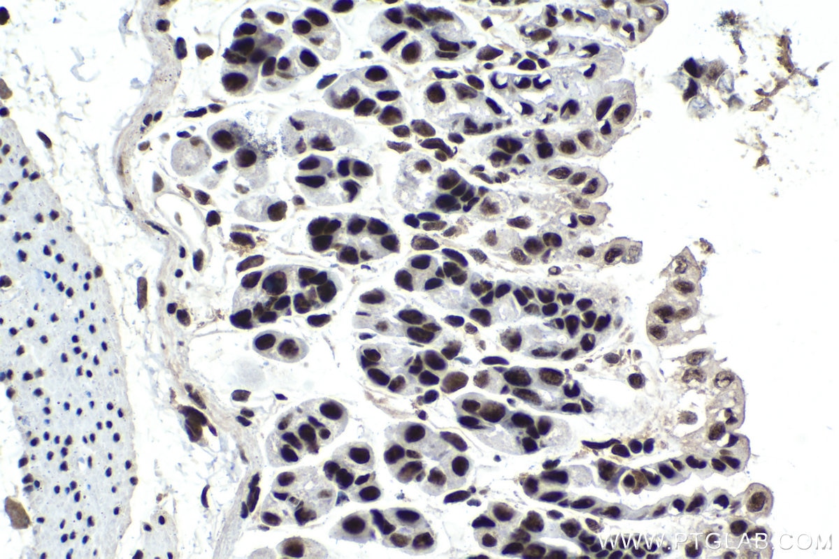 Immunohistochemical analysis of paraffin-embedded mouse stomach tissue slide using KHC1566 (U2AF2 IHC Kit).