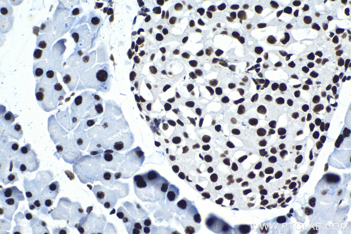 Immunohistochemical analysis of paraffin-embedded mouse pancreas tissue slide using KHC1566 (U2AF2 IHC Kit).