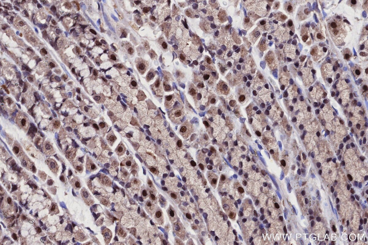 Immunohistochemical analysis of paraffin-embedded rat stomach tissue slide using KHC2708 (UBA3 IHC Kit).