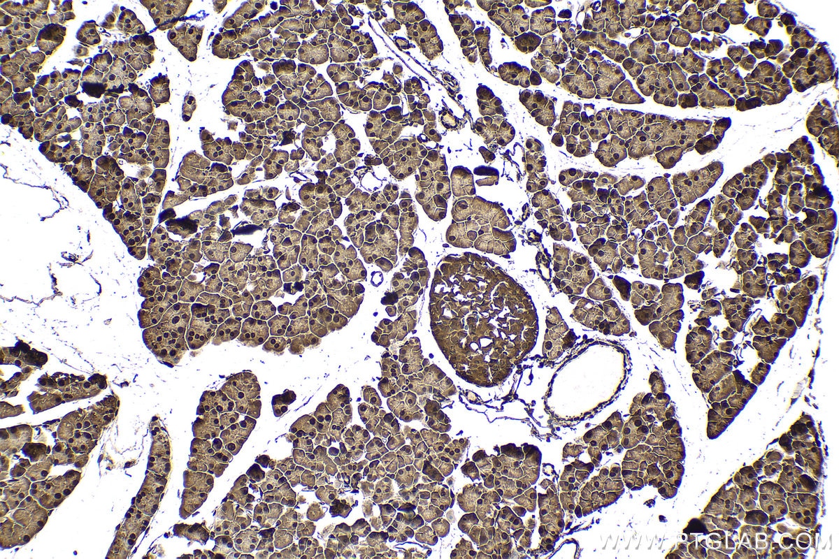 Immunohistochemical analysis of paraffin-embedded mouse pancreas tissue slide using KHC1518 (UBB IHC Kit).