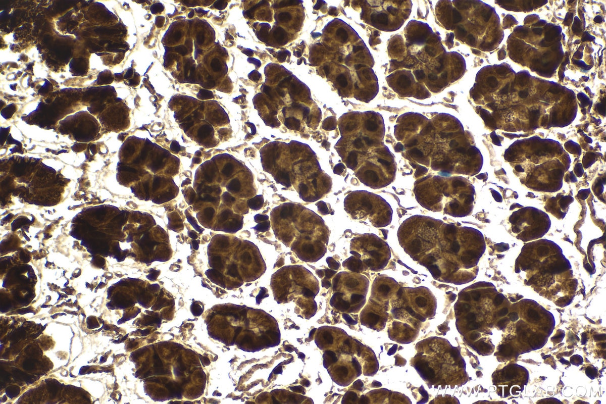 Immunohistochemical analysis of paraffin-embedded mouse stomach tissue slide using KHC1518 (UBB IHC Kit).