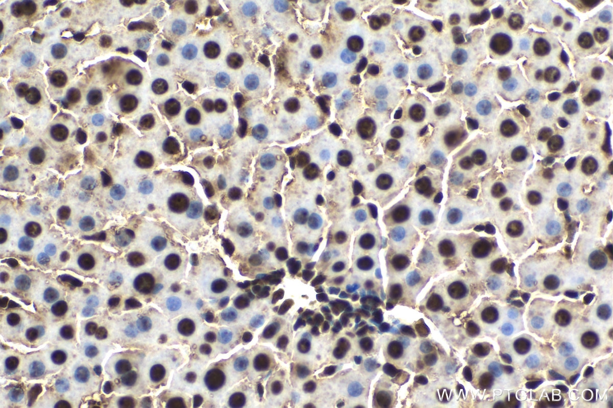 Immunohistochemical analysis of paraffin-embedded rat liver tissue slide using KHC1518 (UBB IHC Kit).