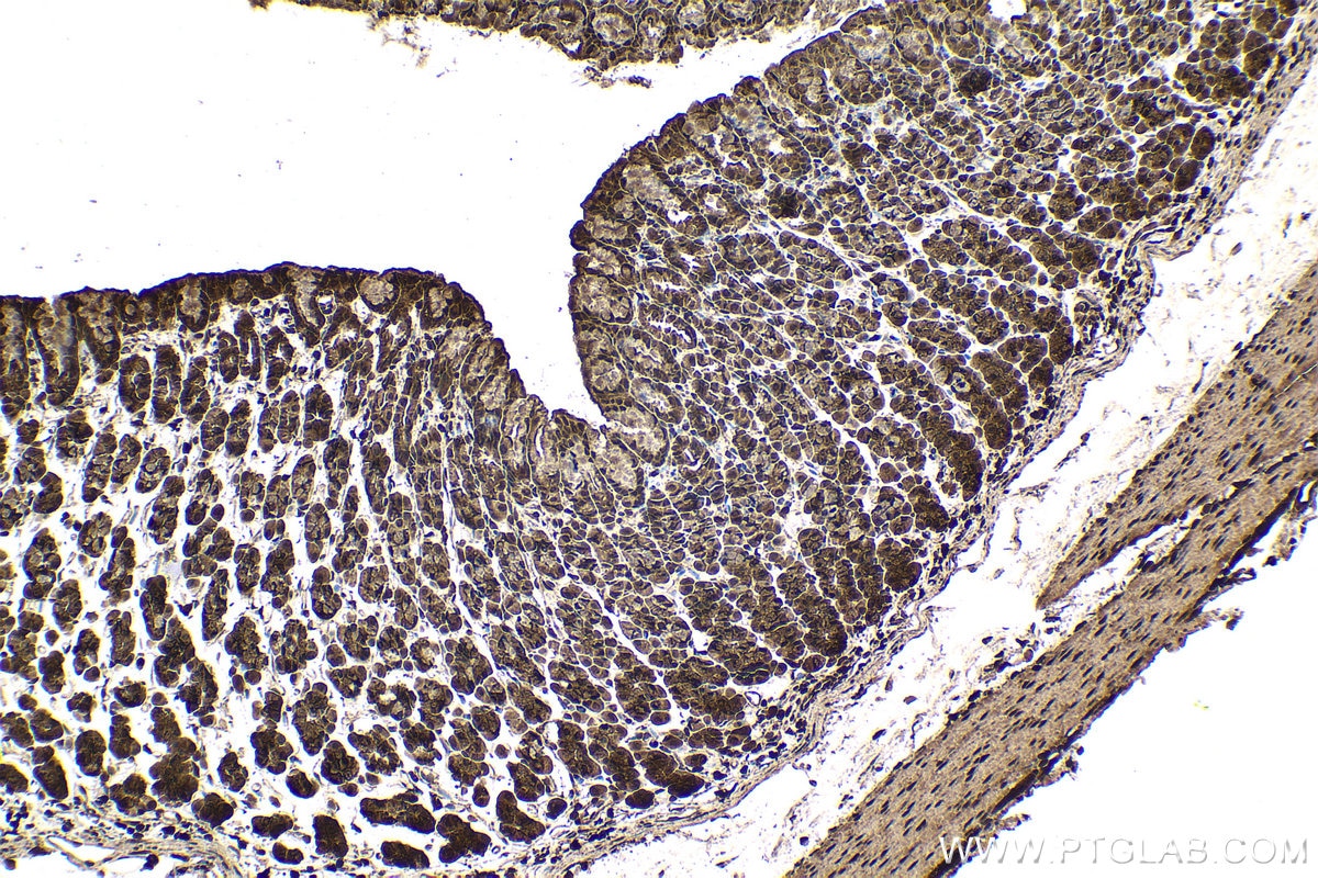 Immunohistochemical analysis of paraffin-embedded rat stomach tissue slide using KHC1518 (UBB IHC Kit).