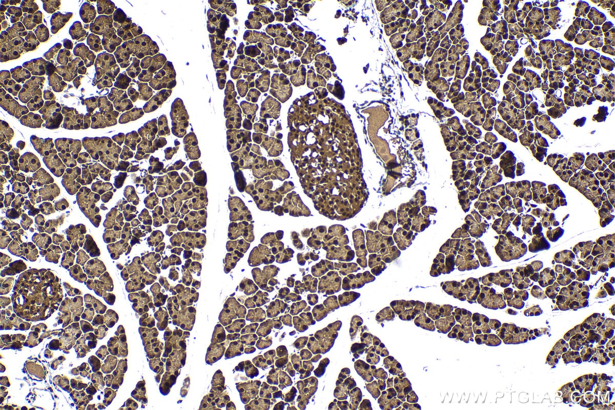 Immunohistochemical analysis of paraffin-embedded mouse pancreas tissue slide using KHC1519 (UBC IHC Kit).