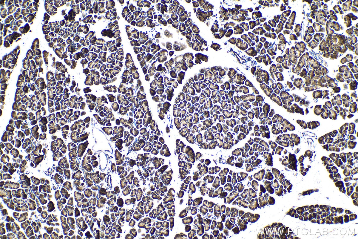 Immunohistochemical analysis of paraffin-embedded rat pancreas tissue slide using KHC1519 (UBC IHC Kit).