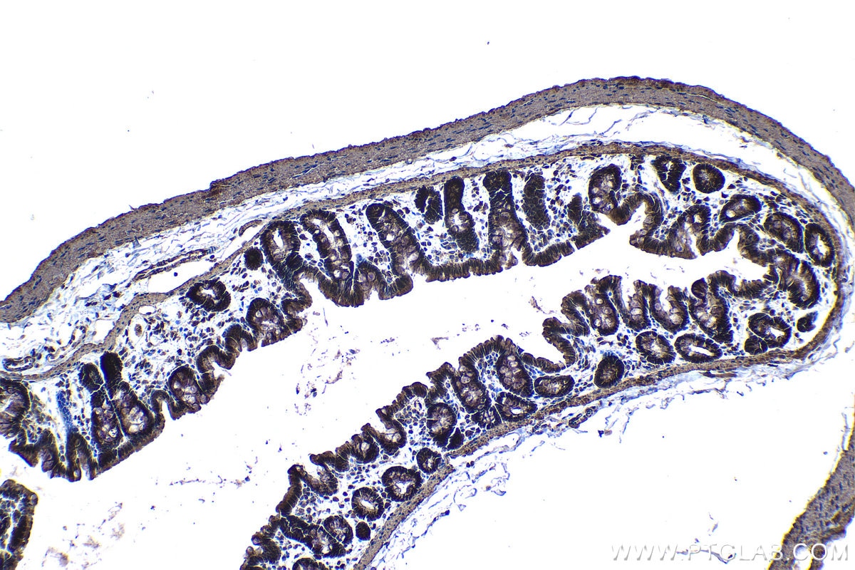 Immunohistochemical analysis of paraffin-embedded rat colon tissue slide using KHC1296 (UBE2L3 IHC Kit).