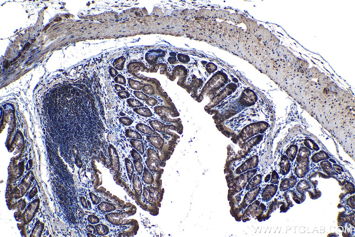Immunohistochemical analysis of paraffin-embedded mouse colon tissue slide using KHC1296 (UBE2L3 IHC Kit).