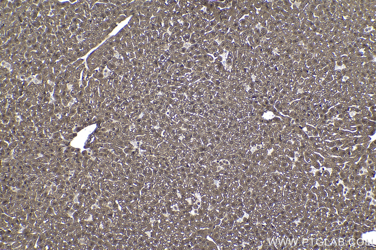 Immunohistochemical analysis of paraffin-embedded mouse liver tissue slide using KHC1006 (UBXN1 IHC Kit).