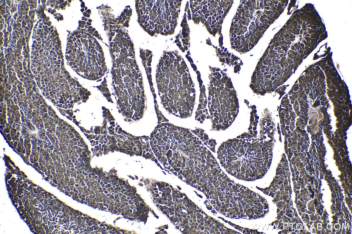 Immunohistochemical analysis of paraffin-embedded mouse testis tissue slide using KHC1006 (UBXN1 IHC Kit).