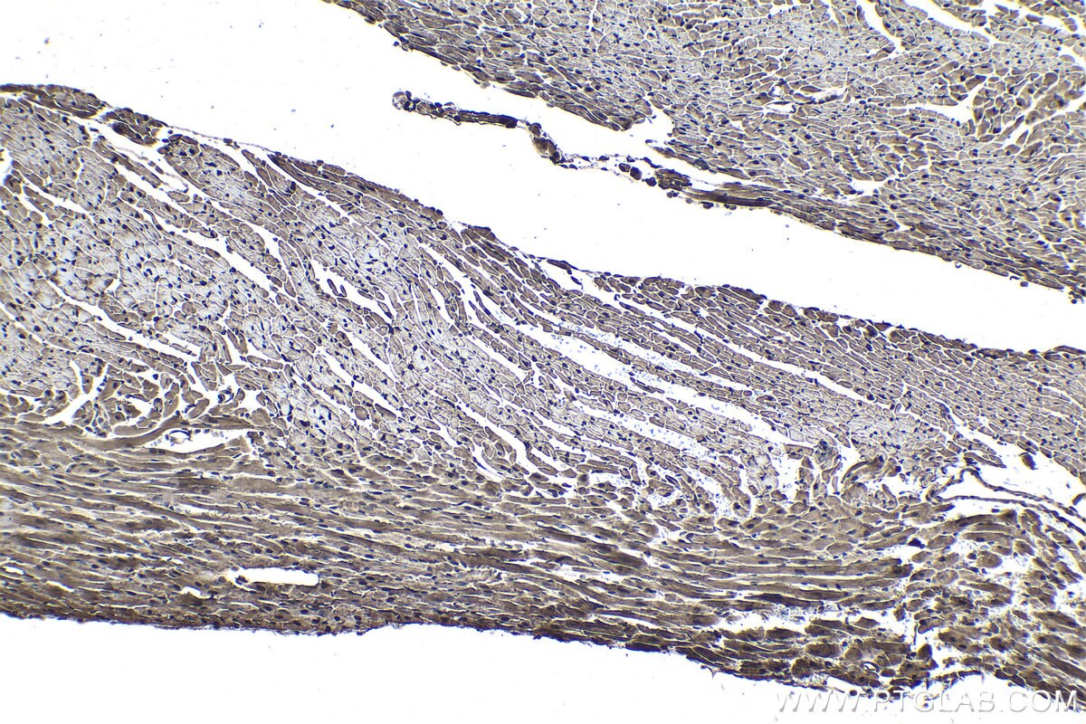 Immunohistochemical analysis of paraffin-embedded mouse heart tissue slide using KHC1037 (UFD1 IHC Kit).