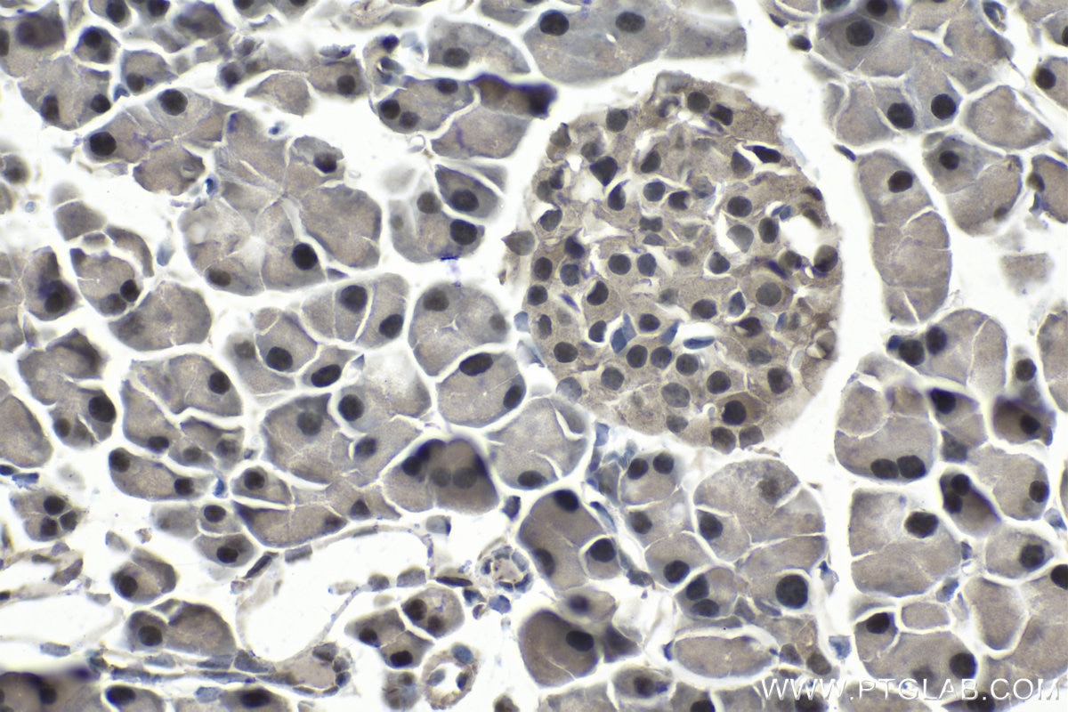 Immunohistochemical analysis of paraffin-embedded mouse pancreas tissue slide using KHC1037 (UFD1 IHC Kit).