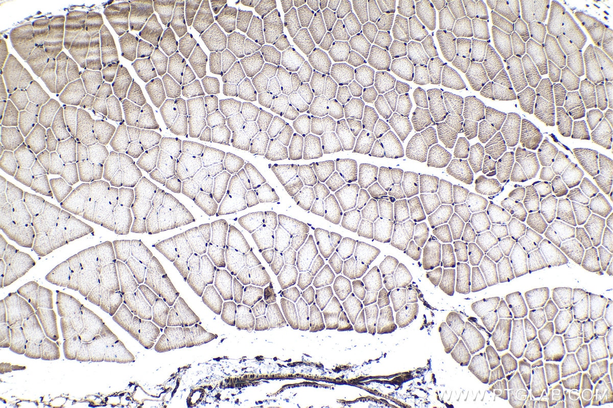 Immunohistochemical analysis of paraffin-embedded mouse skeletal muscle tissue slide using KHC1037 (UFD1 IHC Kit).