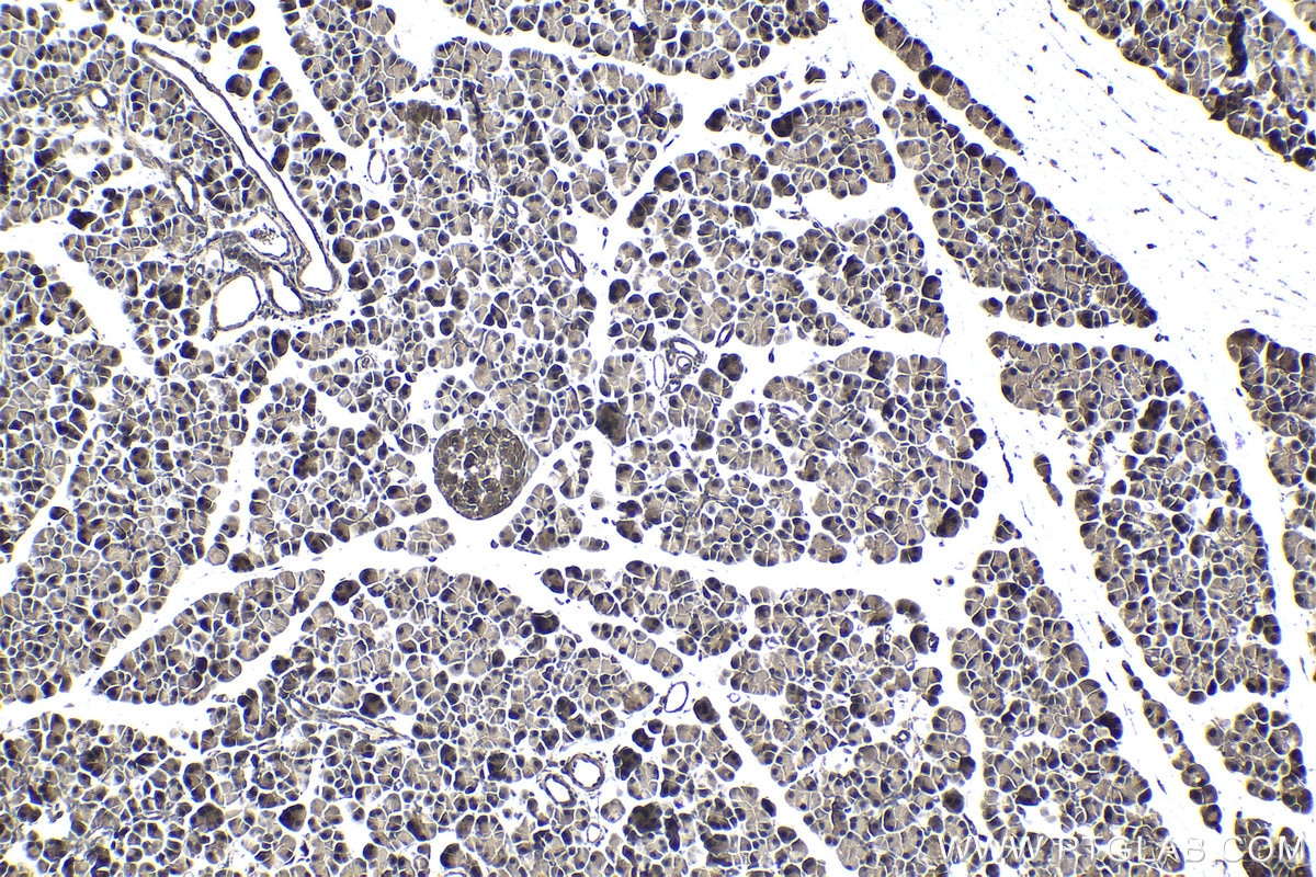 Immunohistochemical analysis of paraffin-embedded rat pancreas tissue slide using KHC1037 (UFD1 IHC Kit).